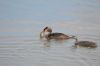 Great Crested Grebe