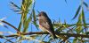 Spotted Flycatcher