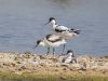 Avocet