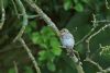 Spotted Flycatcher