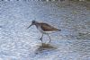 Greenshank