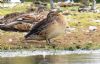 Garganey