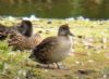 Garganey