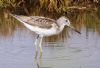 Greenshank