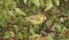 Willow Warbler