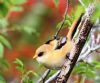 Bearded Tit