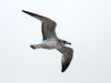 Mediterranean Gull