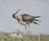 Whimbrel