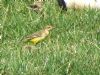 Yellow Wagtail