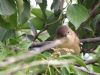 Reed Warbler