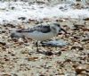 Sanderling