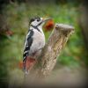 Great Spotted Woodpecker