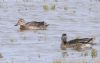 Garganey