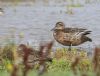 Garganey