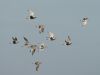 Grey Plover