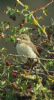 Red-backed Shrike