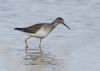 Lesser Yellowlegs