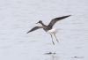 Lesser Yellowlegs