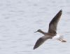 Lesser Yellowlegs