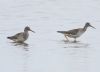 Lesser Yellowlegs