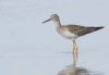 Lesser Yellowlegs