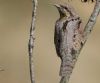 Wryneck