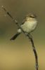 Red-backed Shrike