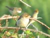 Whitethroat