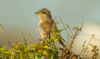 Red-backed Shrike