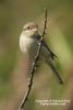 Red-backed Shrike