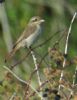 Red-backed Shrike