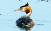 Great Crested Grebe