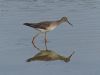 Lesser Yellowlegs