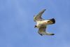 Peregrine