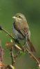 Red-backed Shrike