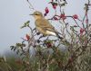 Wheatear