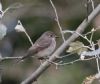 Spotted Flycatcher