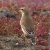 Wheatear