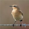 Wheatear