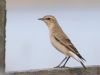 Wheatear