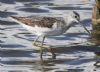 Greenshank