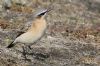 Wheatear