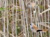 Bearded Tit