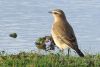 Wheatear