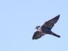 Peregrine