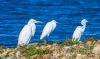 Great White Egret