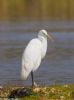 Great White Egret