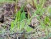 Siberian Stonechat