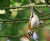 Firecrest