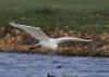 Great White Egret